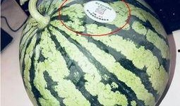 网红吃绿色瓜,吃出健康新风尚